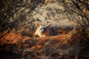 Aardwolf