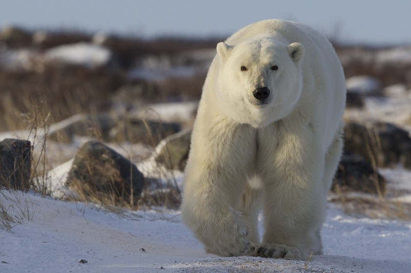 Polar bears…on foot…with me!
