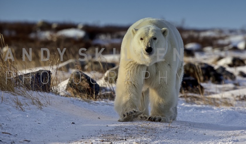 Polar delights!