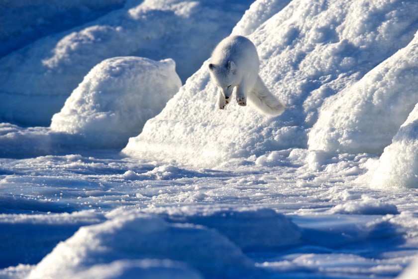 Coverage: Daily Mail publishes Arctic Fox photos