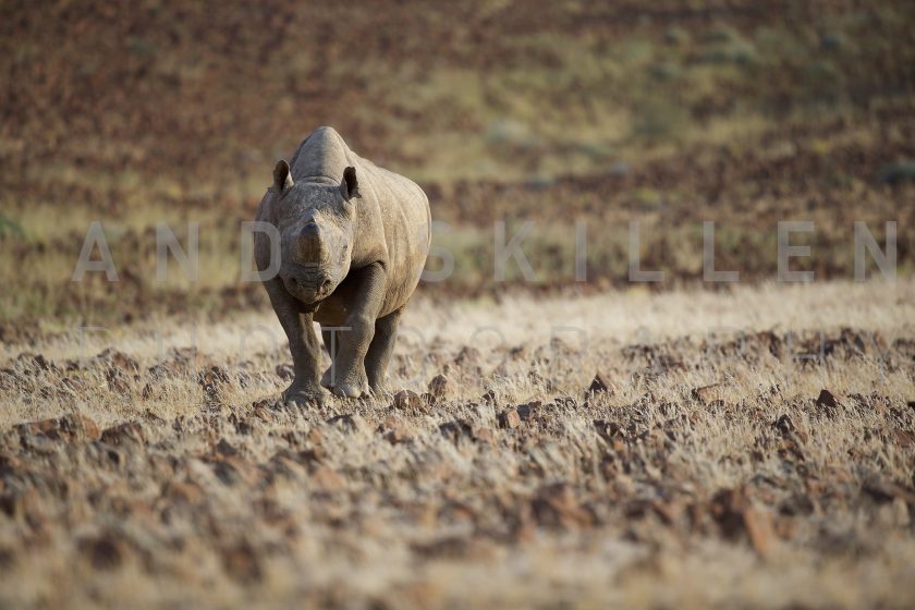 Of rhinos, dogs and jaguars…